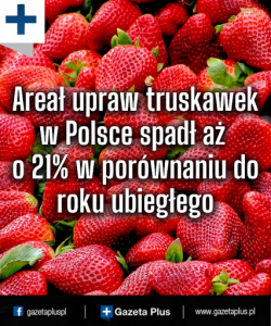 Infografika: truskawki