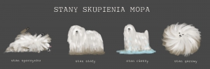 Stany Skupienia Mopa